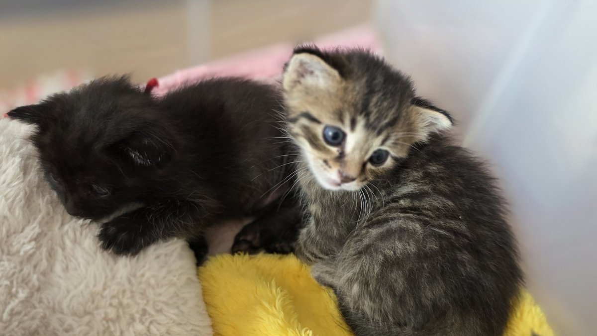 なつうり tweet media