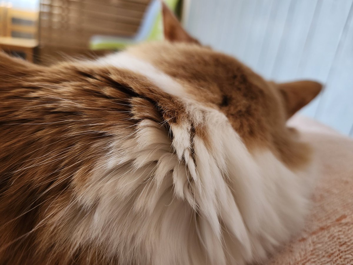 サチ^._.^ tweet media