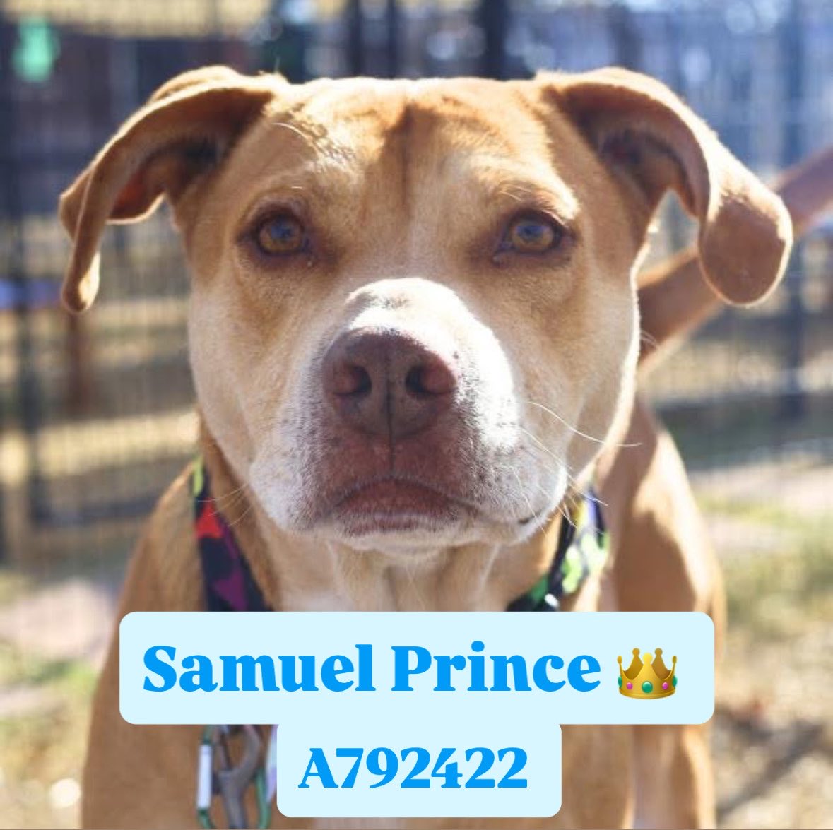 _taysmyoxygen1d's tweet image. 🆘 DOG RETURNED BY FOSTER TO BE KILLED MON 4.27 BY #SANANTONIO ACS #TEXAS‼️ 

Samuel Prince 👑 #A792422 
3yo nM

⚠️Returned due to attacking many other dogs &amp;amp; redirecting towards foster.

According to ACS notes he’s social, friendly &amp;amp; gentle. He knows sit &amp;amp; barks at passing dogs