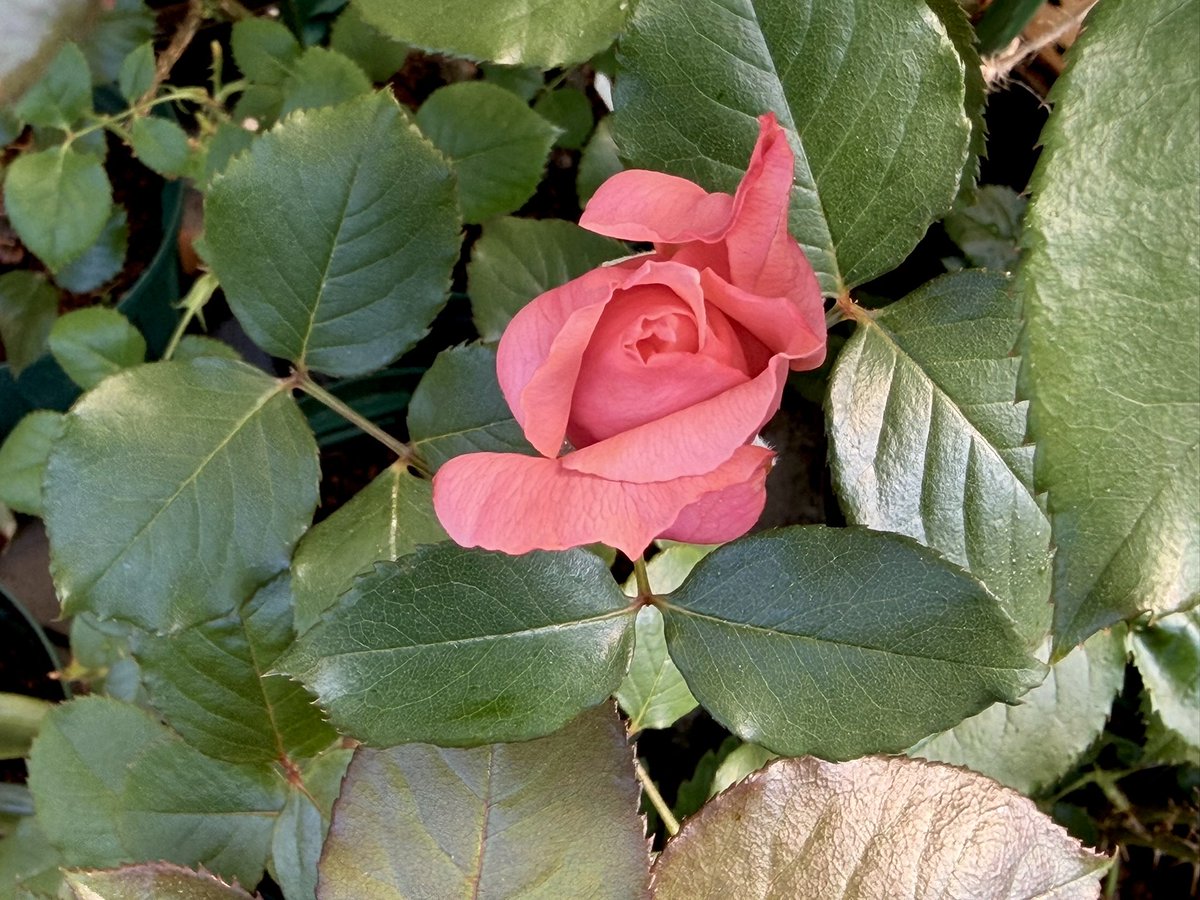 あげは tweet media