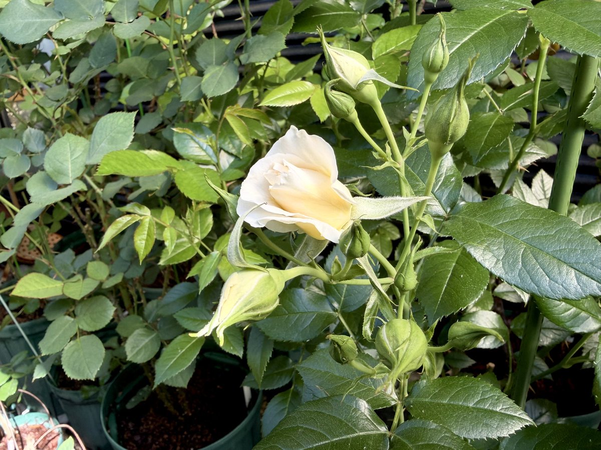 あげは tweet media