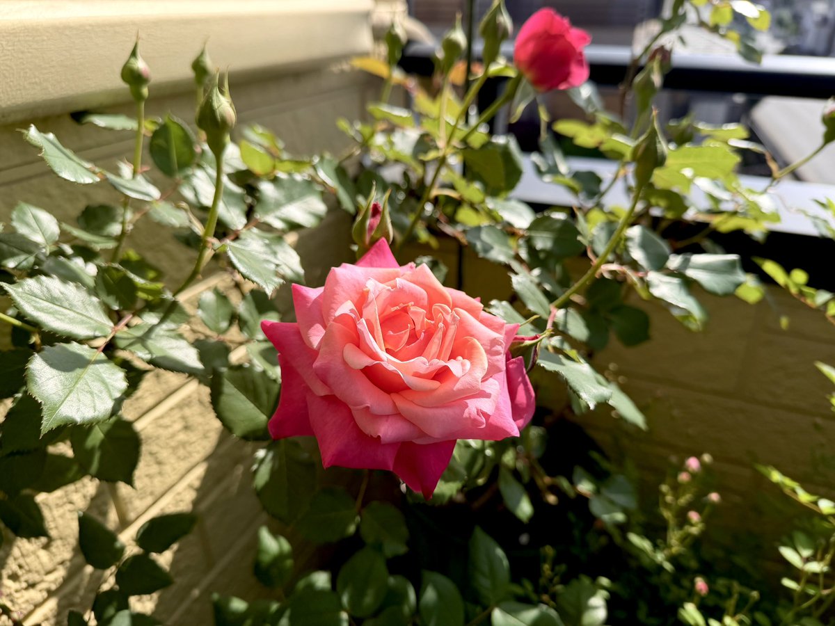 あげは tweet media