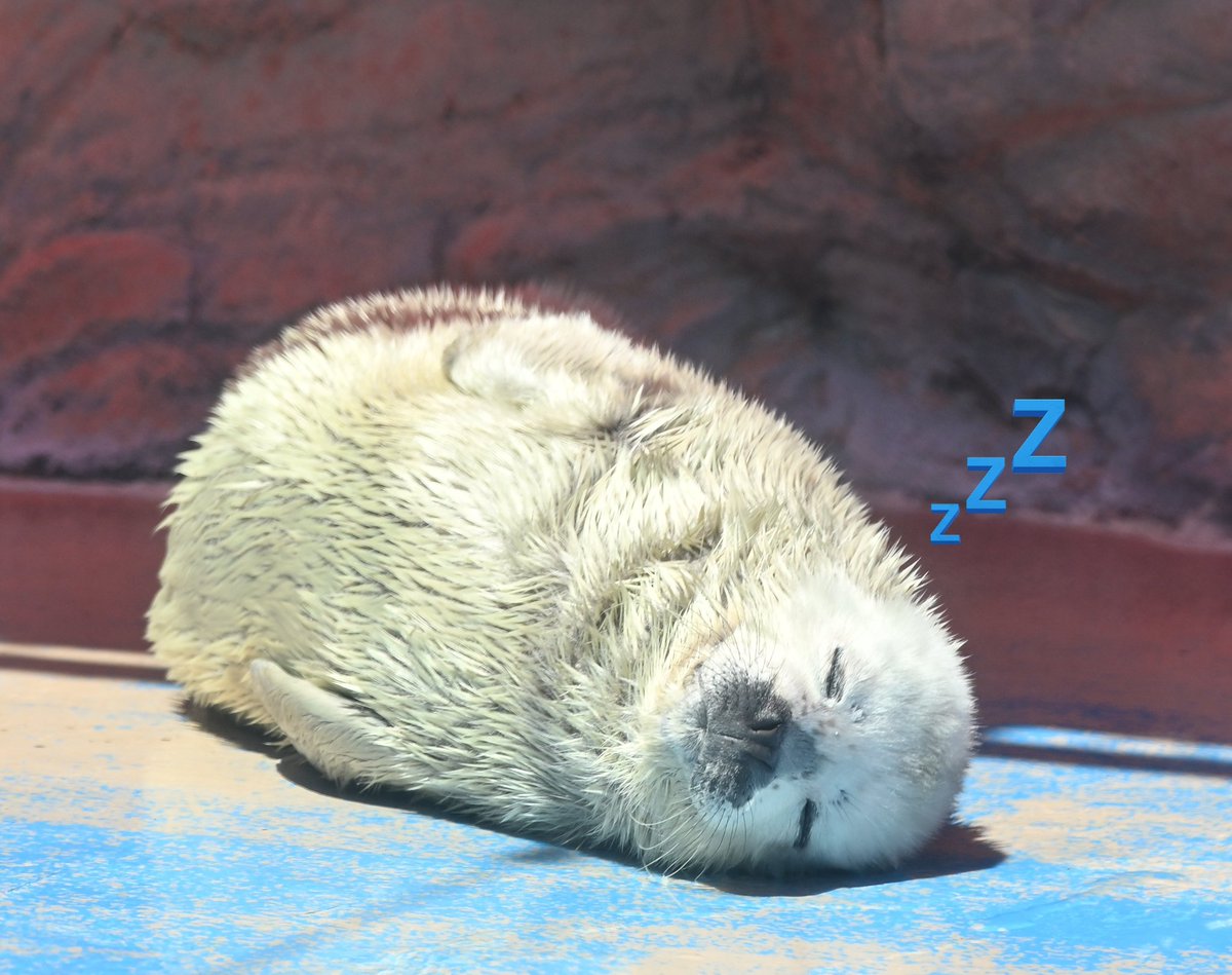 スヤァ💤

#伊勢シーパラダイス　#アザラシ　#ゴマフアザラシ　#ルー仔