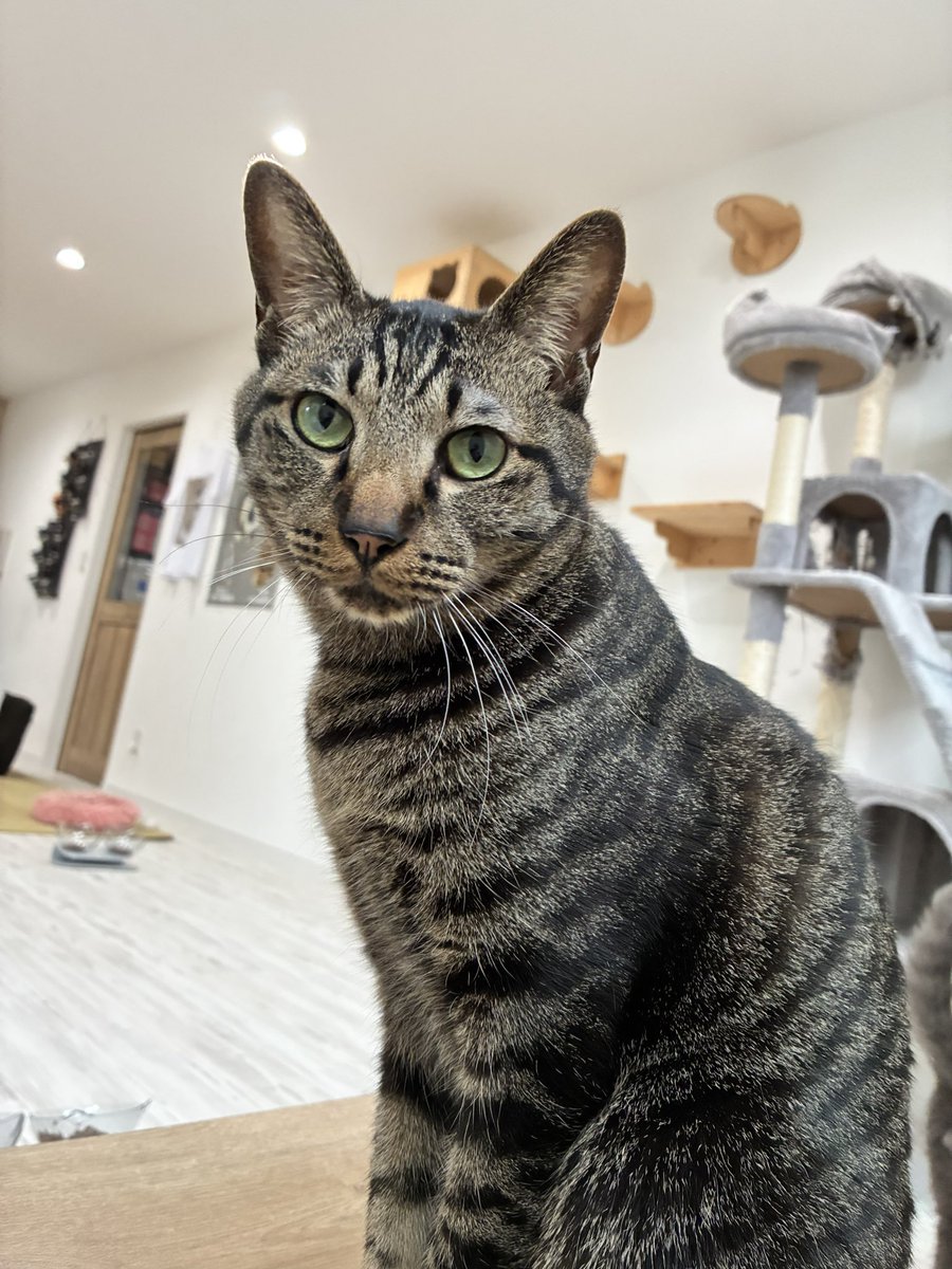 猫スティン〜城下町の猫カフェ〜 tweet media