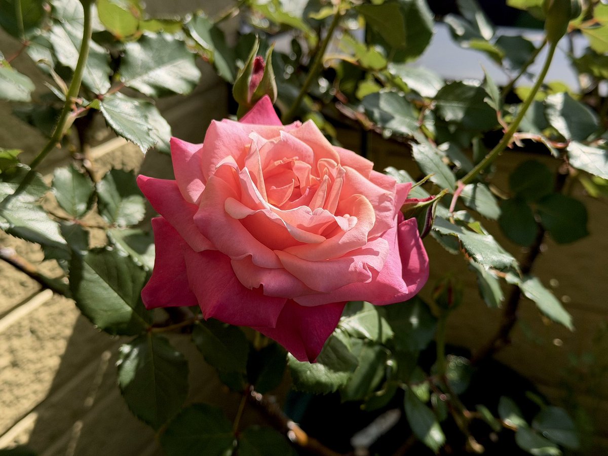 あげは tweet media