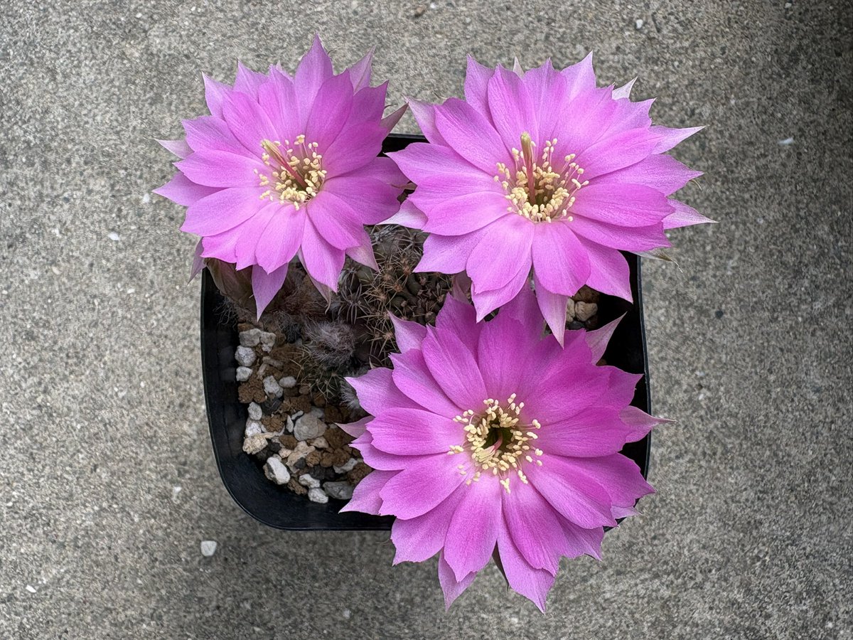 cactuspower tweet media