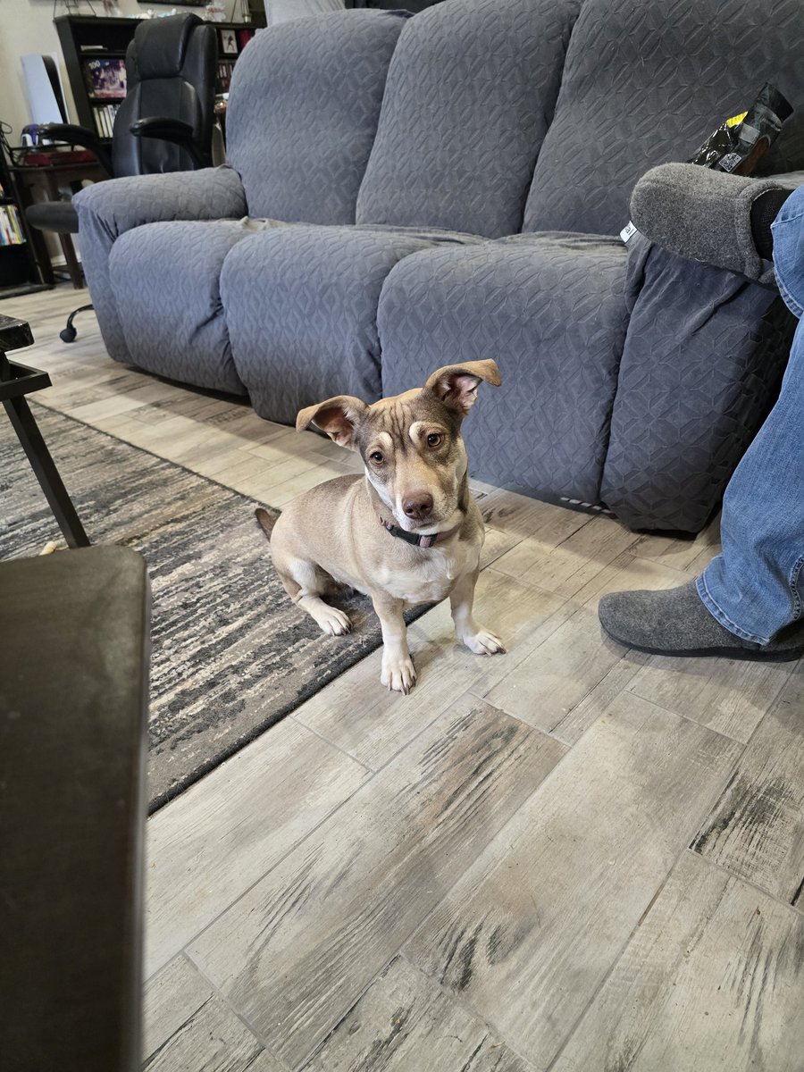 NappinGinger's tweet photo. .@NappinGinger family is thankful for our pup, Gem.
She alerted Mom to a scorpion which Mom smashed and human big brother removed from house. First one of 2026. Last year she alerted to 4 of 6. https://t.co/0ZKXjpfmlH