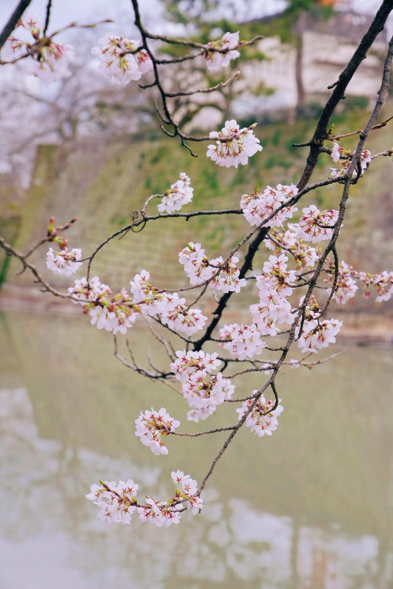 Shiori 汐里 tweet media