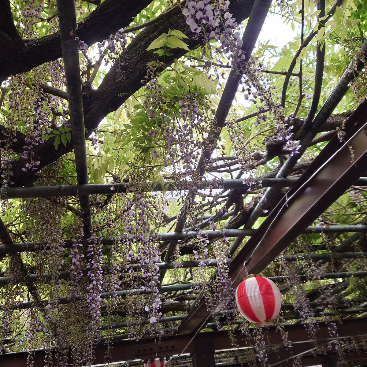 唐津城【公式】 tweet media