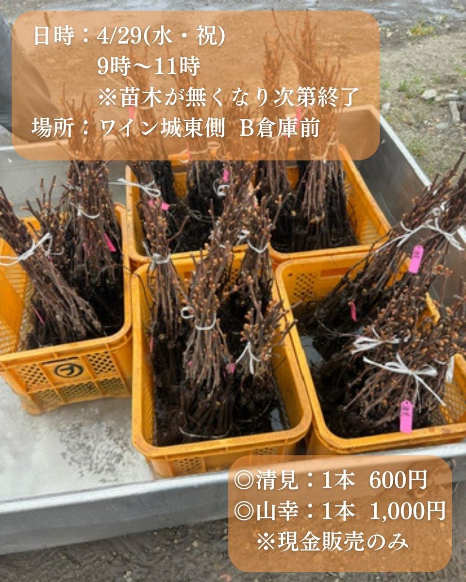 いけだワイン城【公式】 tweet media