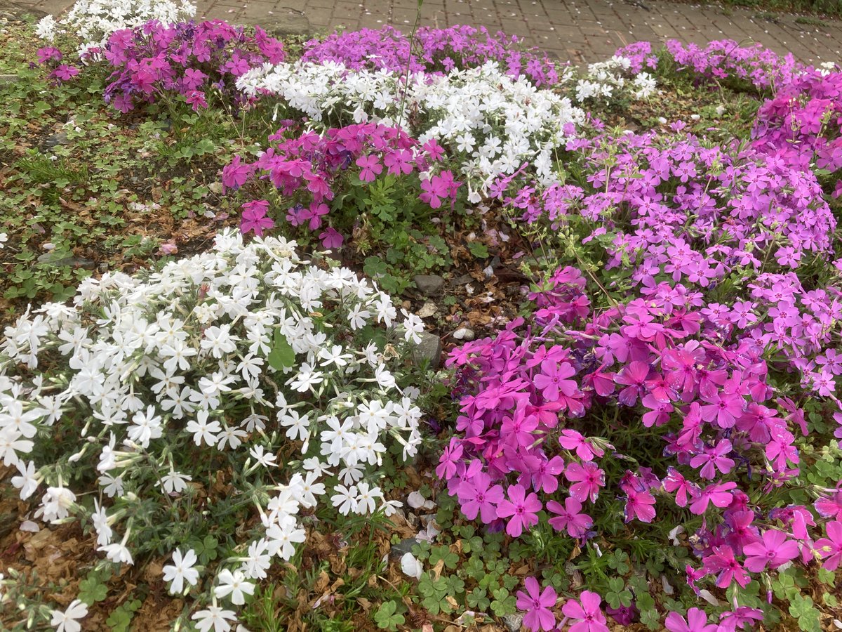 ごろしん tweet media