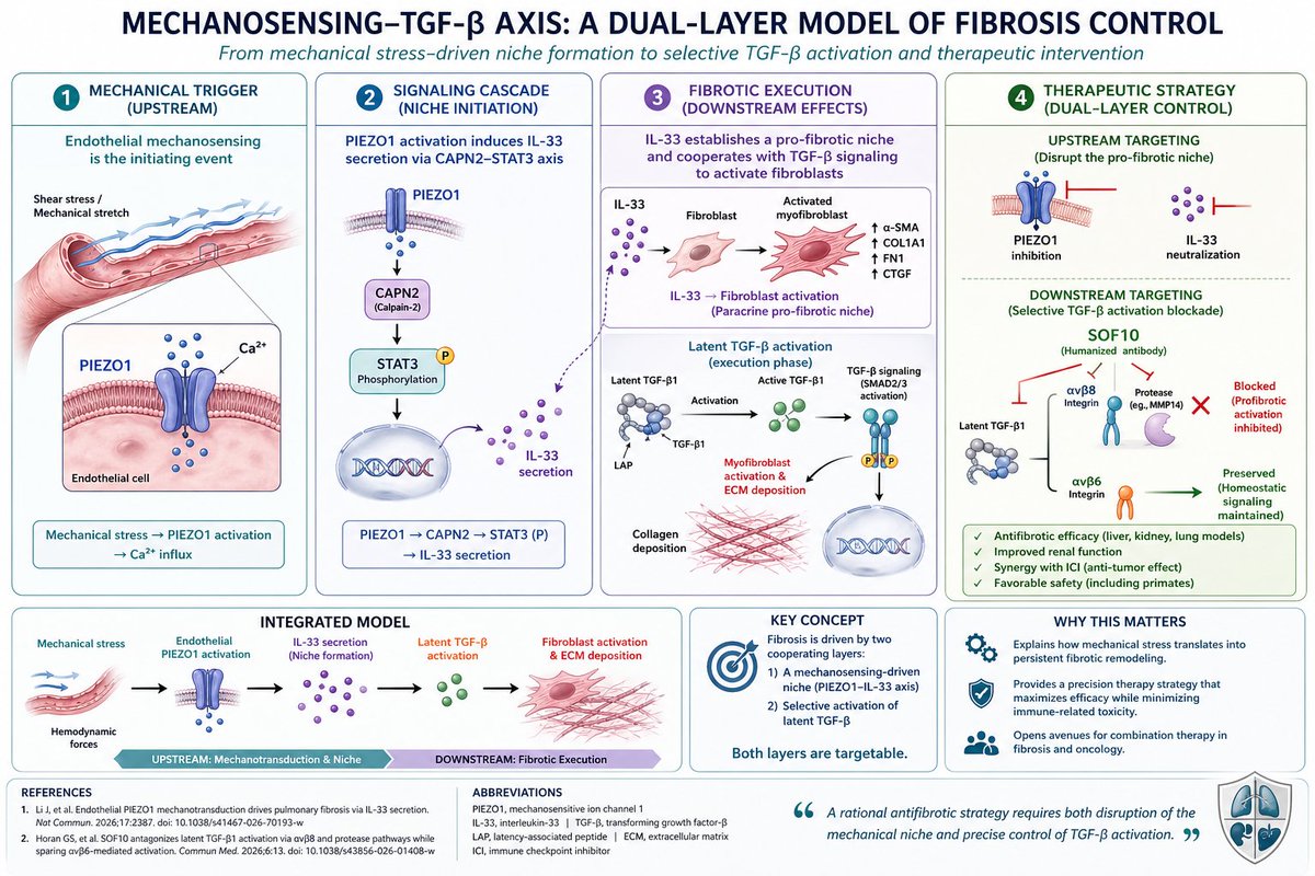 Mechanical stress meets selective TGF-β control — a new fibrosis paradigm is emerging.

Recent studies reveal that endothelial mechanosensing is not just a bystander but a driver of fibrotic remodeling. In human IPF tissue, PIEZO1 activation triggers a CAPN2→STAT3 cascade,