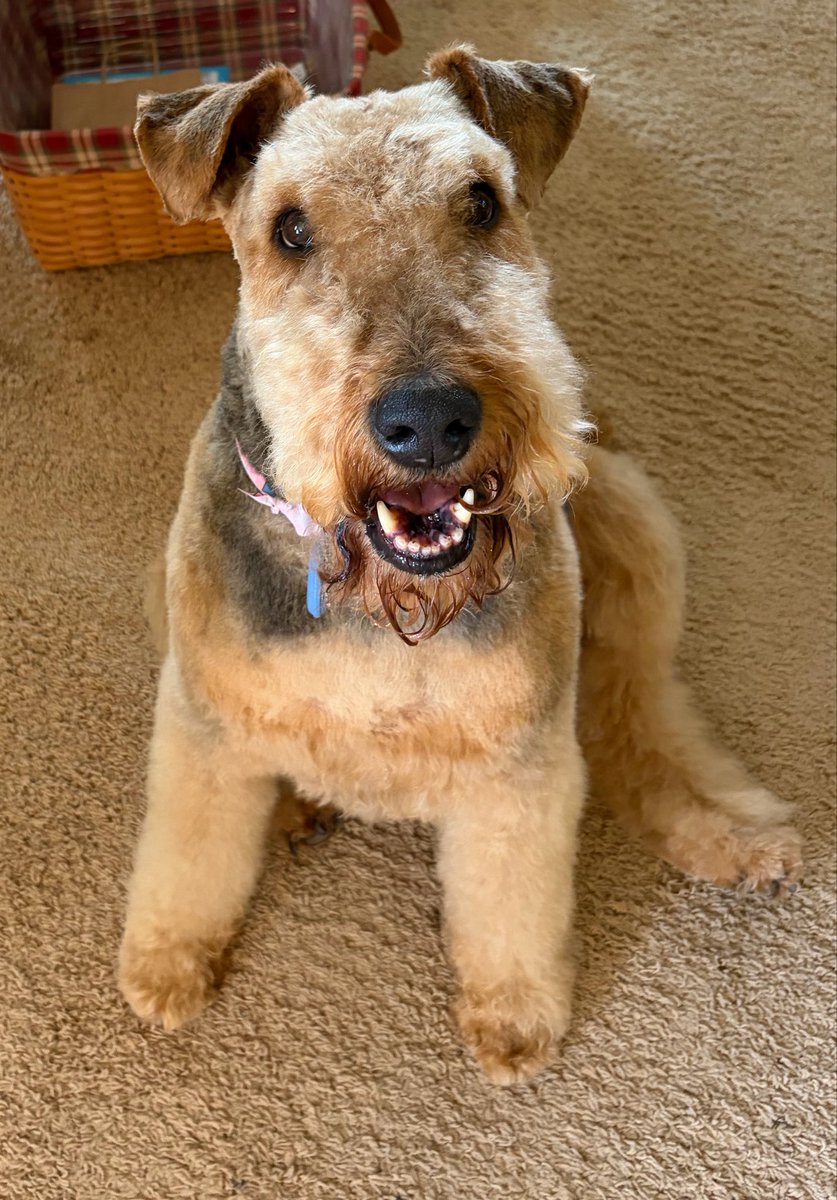 clarifiedvolk's tweet photo. @UCFProduction Dutchy would like to say hello #poochpics https://t.co/caHGlKEXsR