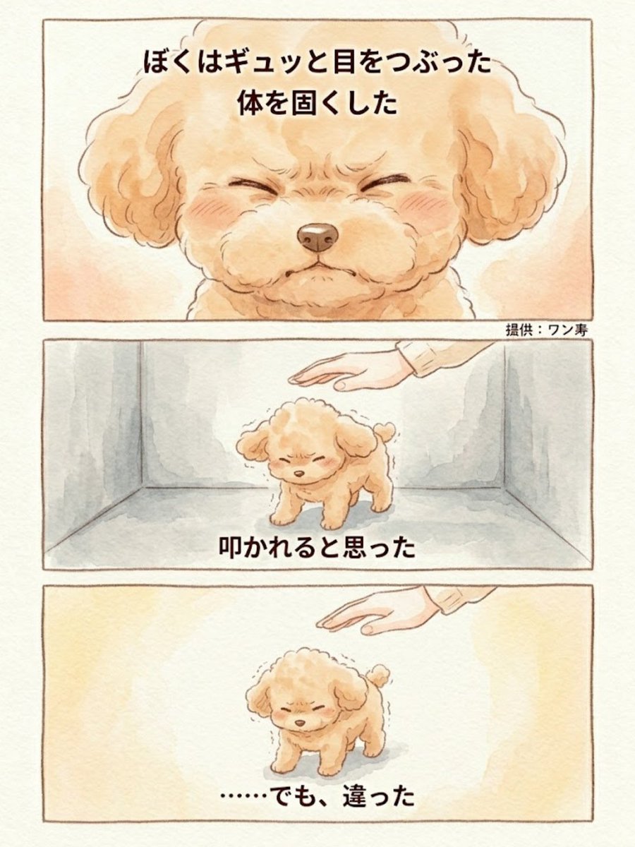 わんわん物語@ワン寿 tweet media