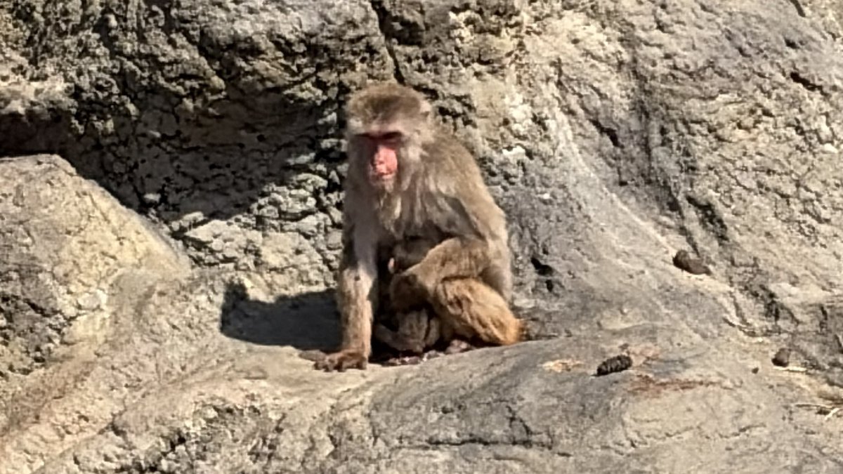 市川市動植物園（公式） tweet media