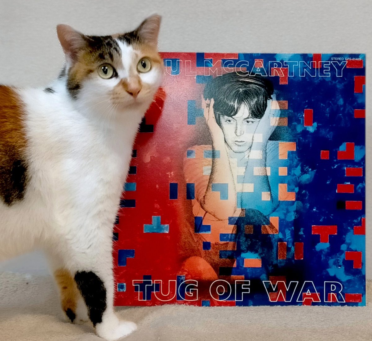 タウンゼント tweet media