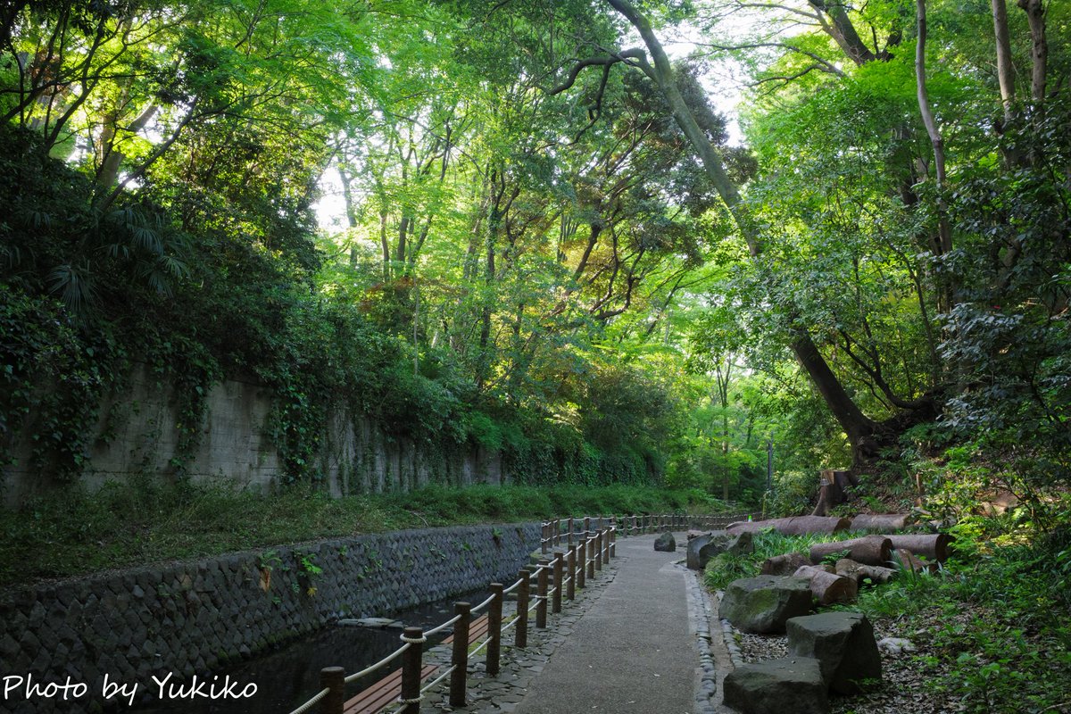 loveteddybear7's tweet image. 等々力渓谷

GR IV

#GR　#GR4
#等々力渓谷