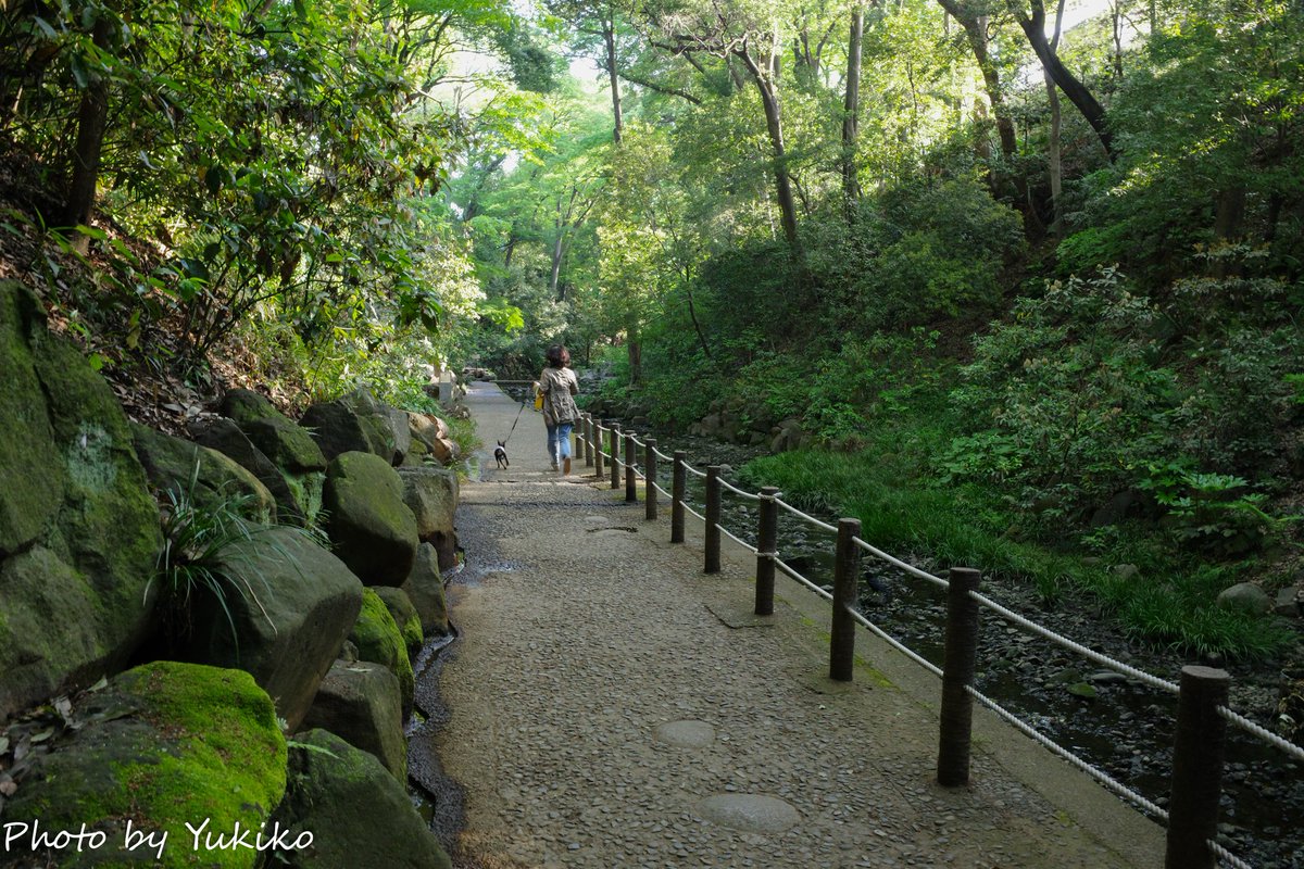 loveteddybear7's tweet image. 等々力渓谷

GR IV

#GR　#GR4
#等々力渓谷