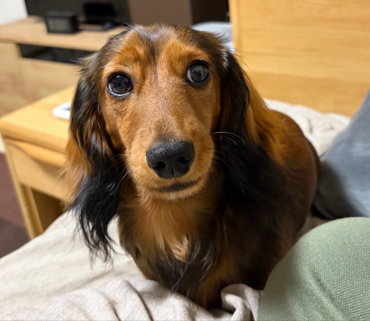 マロン（ミニチュアダックスフンド） tweet media