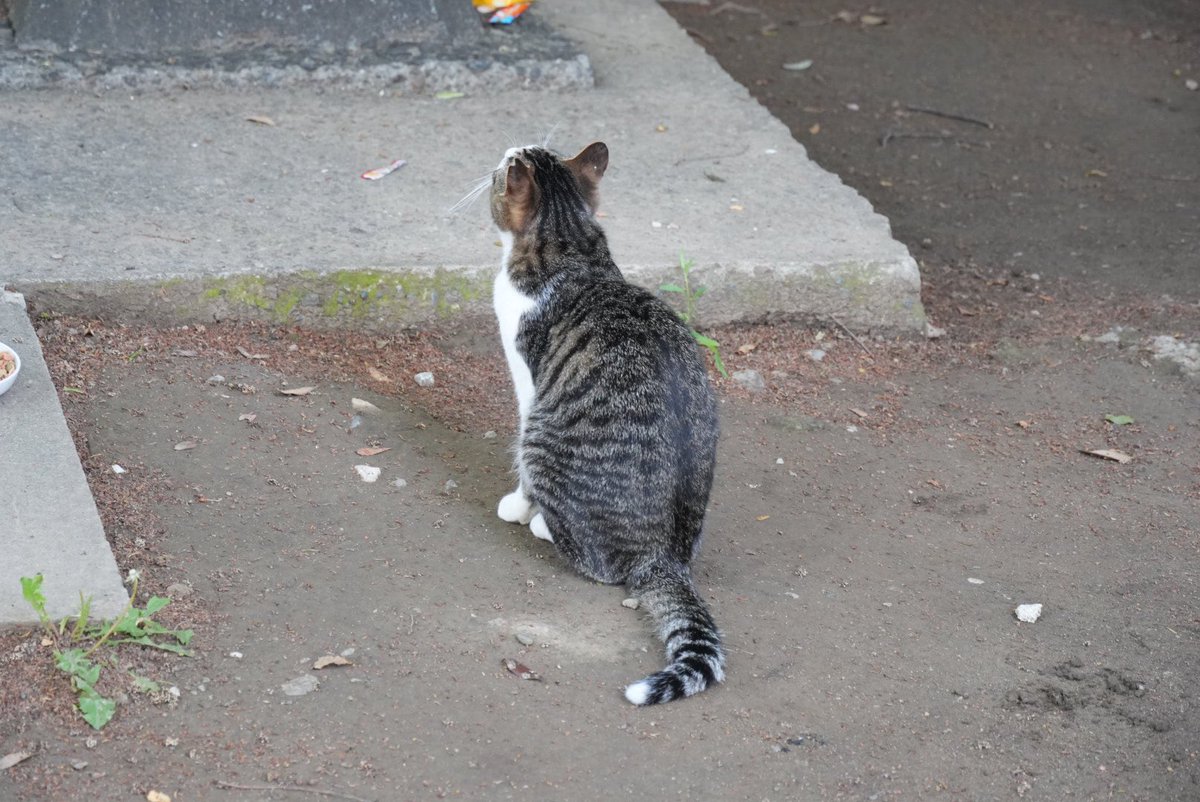 ほのぼのトロ tweet media