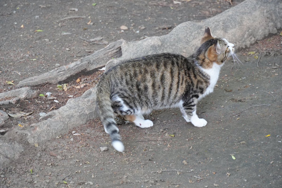 ほのぼのトロ tweet media