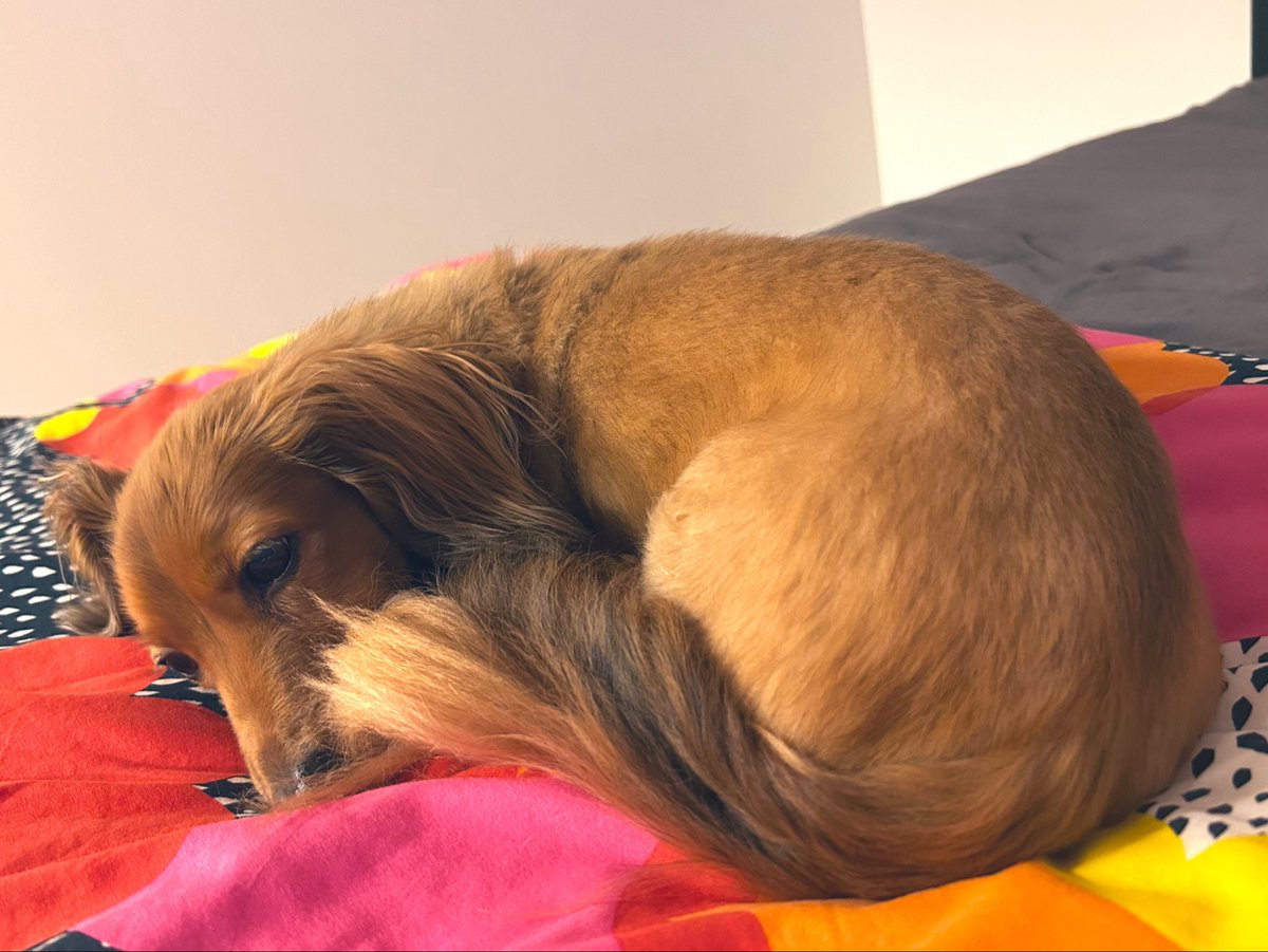 笹川 茉衣（mai sasakawa） tweet media