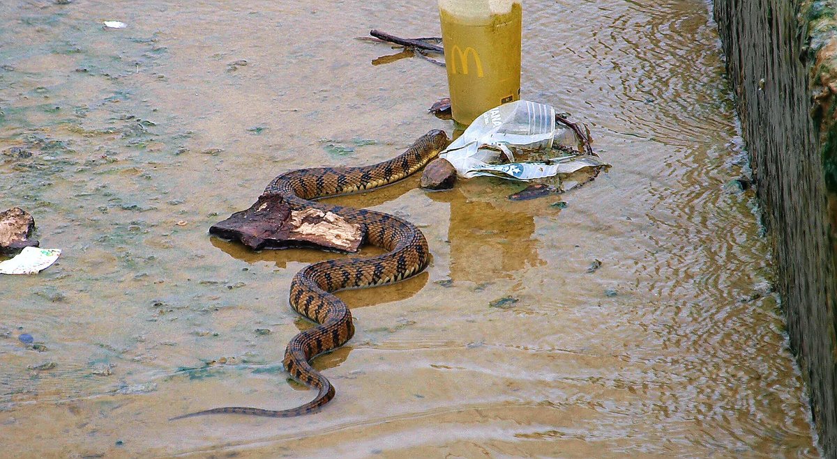 kala61857's tweet photo. Checking Out The Trash
I hate seeing wildlife in this kind of setting.
Diamondback water snake (Nerodia rhombifer)
White Rock Lake, Dallas Texas
https://t.co/OyrubKp0r4
#herping #snake #watersnake #wildlifephotography #litter https://t.co/R7GxfPfrYB