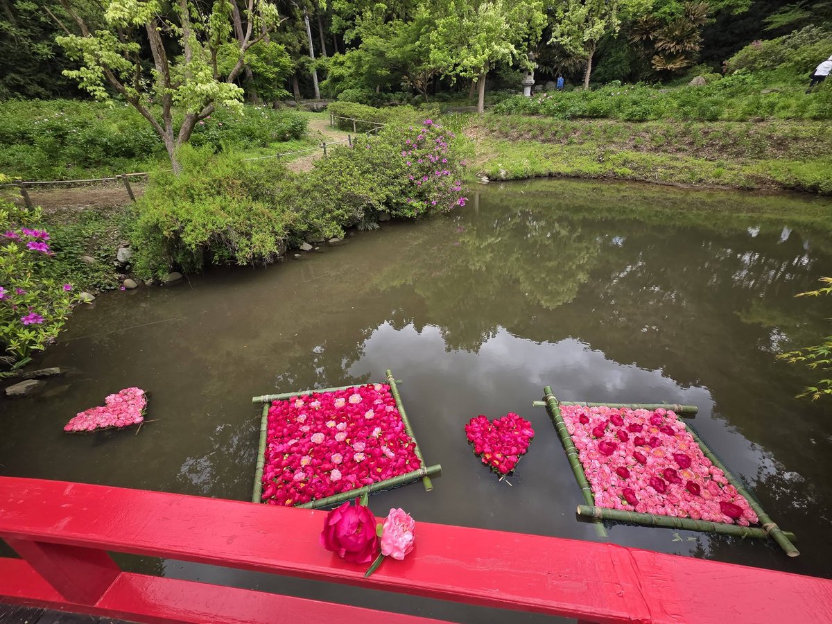 🌸つくば牡丹園2026期間限定開園 4/9〜5/24🌸 今年の開花スピードは
