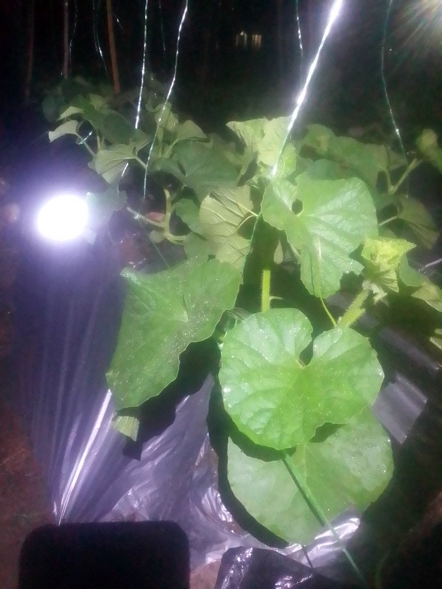 Patroli tadi malam.

Beneran kata <a href="/IamYusan/">Y u s a n</a>, karena hujan deras, tidak ada bekicot yang keluar. Semoga setelah reda dinihari tadi, mereka gak menyerbu melonku.

Untuk pencegahan, apakah curater efektif untuk bekicot?