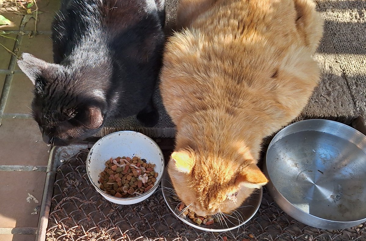 伝道師 tweet media