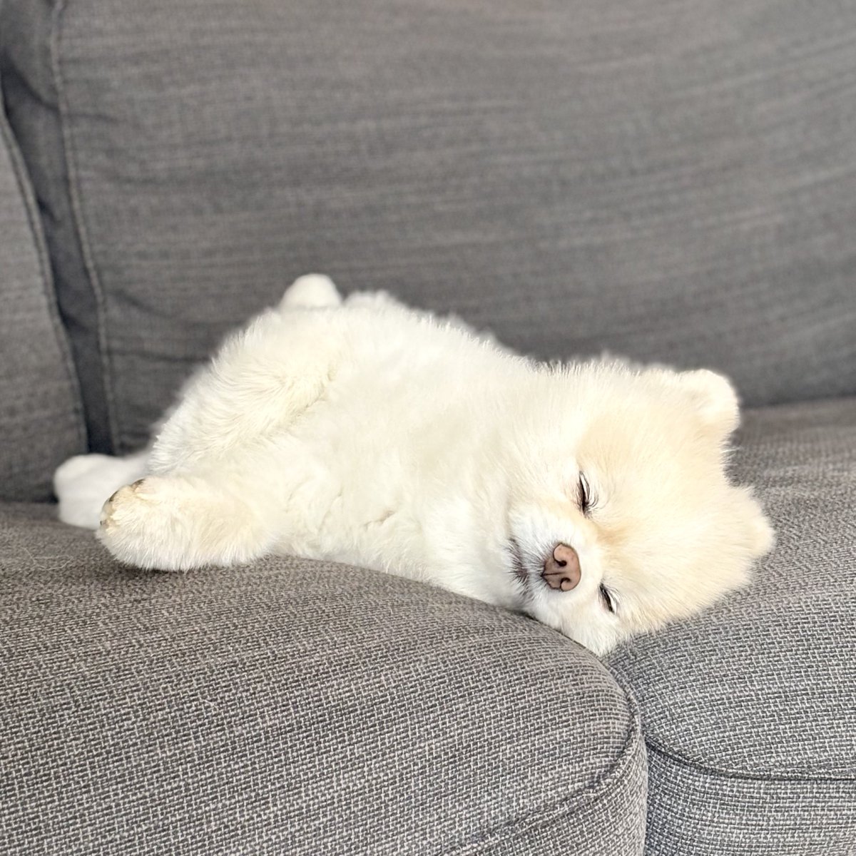 しらたま｜犬哲学 tweet media