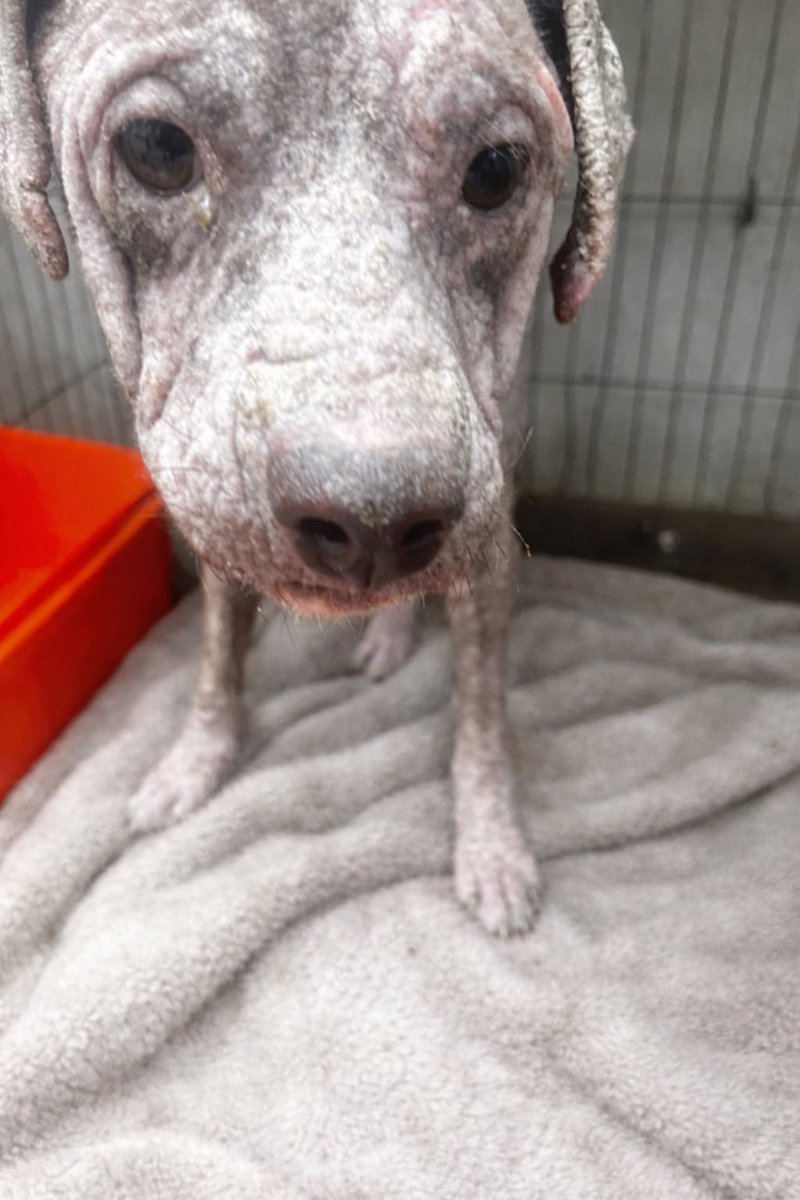 Rocco sigue luchando por su vida
Es muy viejito y llego en un estado completamente deplorable 
Para colaborar con el 
📍Alias Mercado Pago: Omfamoreno 
📍Alias Banco Nacion: Omfitas 
📍PayPal: OrgMiFielAmigo 
✔️Cuentas a nombre de Yanina Vanesa Dalinger