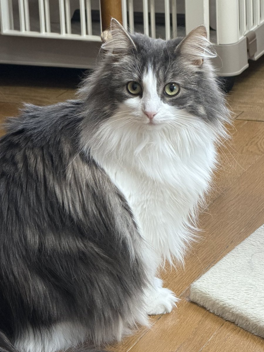 MMラック@青梅・北欧猫との生活 tweet media