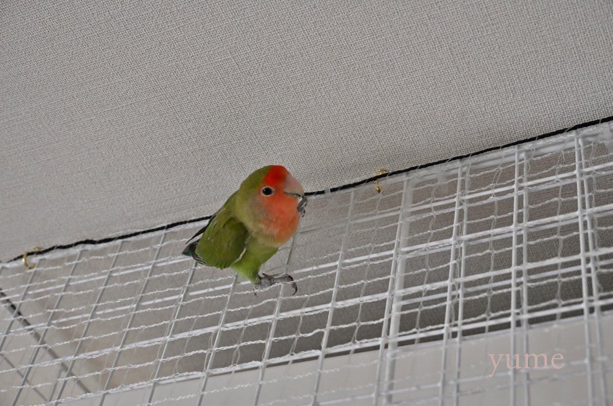 ⋆⋆ゆめ⋆⋆☽ ⋆*✩ tweet media