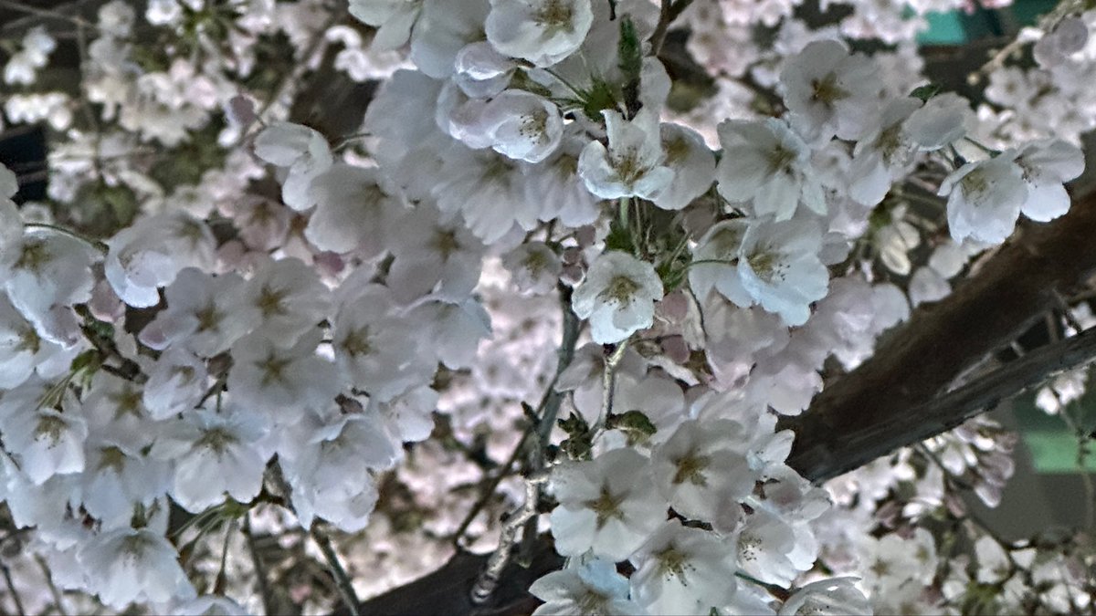 331 뽀리포 ♡ 서리의하루