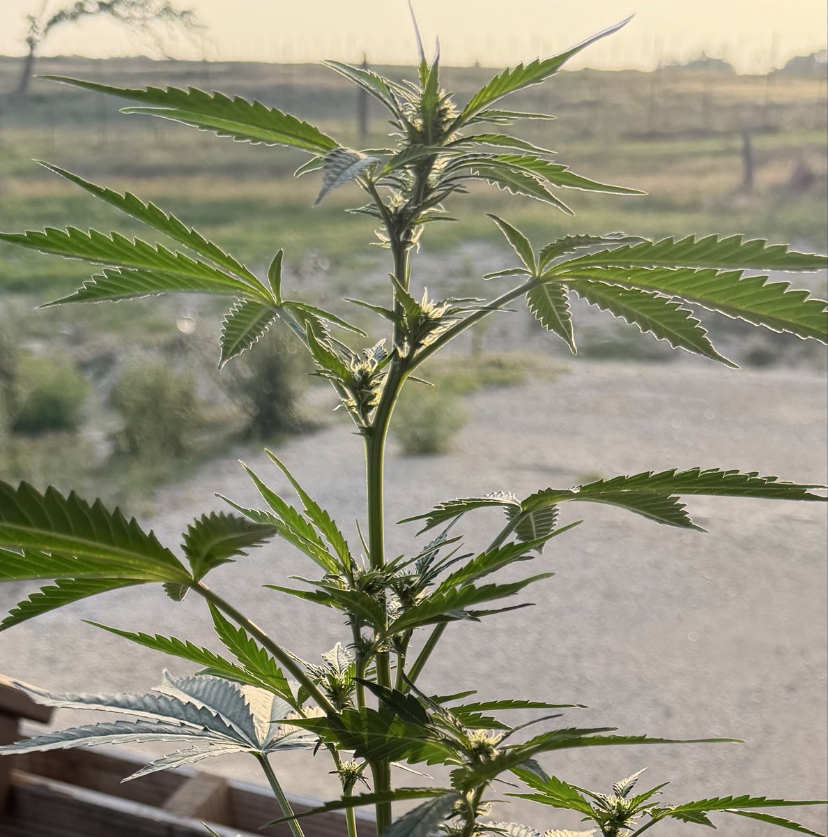 ToesInTheSandTx's tweet image. Sundown on this single 
Green Crack just entering flowering 
#homegrown 
#growyourown