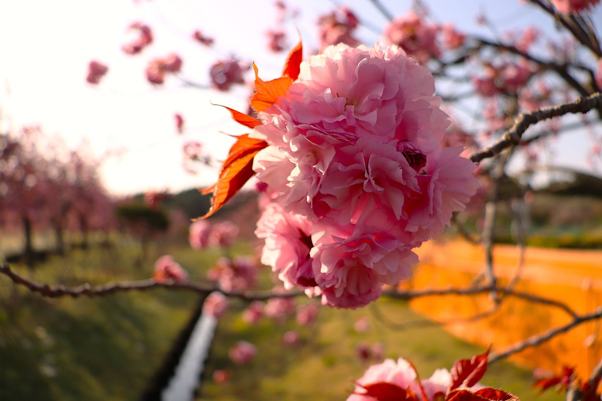 pure_red1965's tweet image. #秋田　
＃写真が好きな人と繋がりたい
＃canon 

秋田県井川町の
”日本国花苑”の八重桜

全体的に7～8分咲き
遅咲きの桜🌸です＼(^o^)／