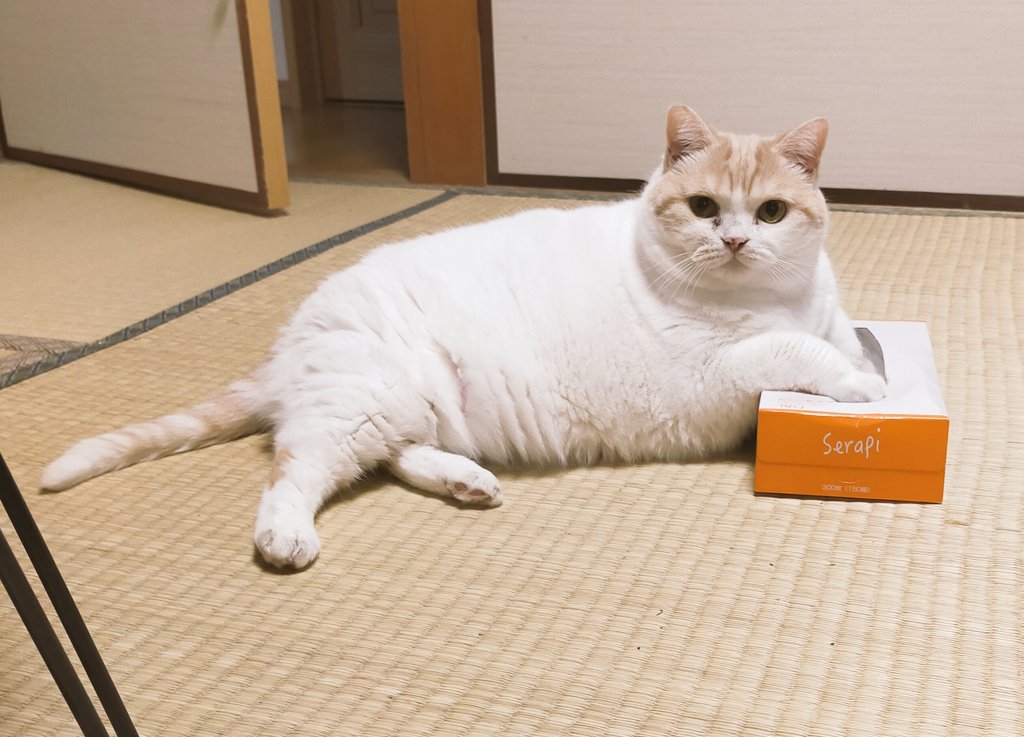 まさまさ tweet media