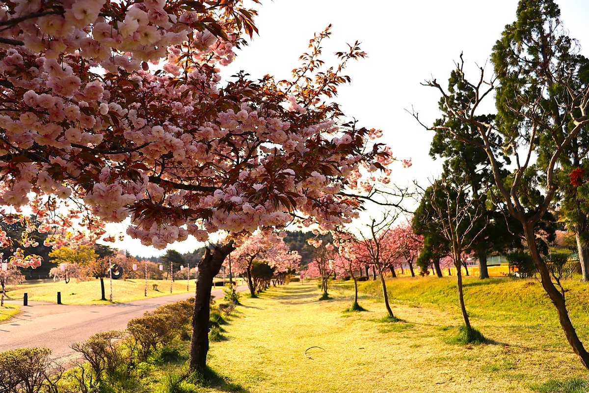 pure_red1965's tweet image. #秋田　
＃写真が好きな人と繋がりたい
＃canon 

秋田県井川町の
”日本国花苑”の八重桜

全体的に7～8分咲き
遅咲きの桜🌸です＼(^o^)／