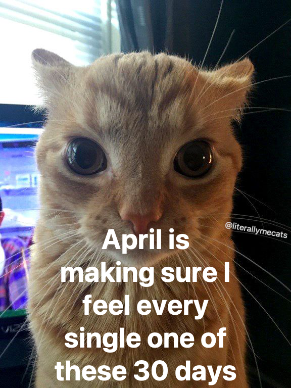 LiterallyMeCats tweet media