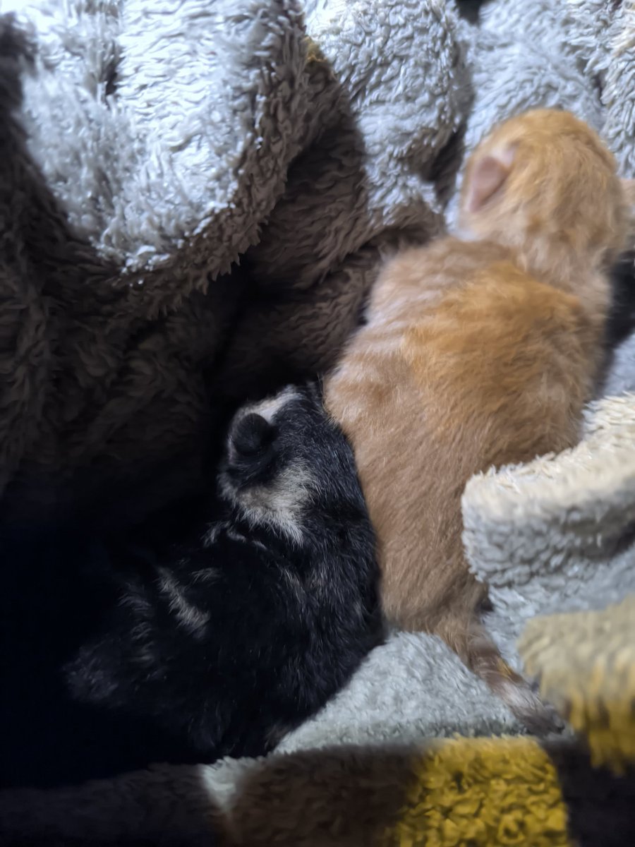 nyx8008's tweet photo. why are these kittens so tiny even https://t.co/zmwKSPRQTX