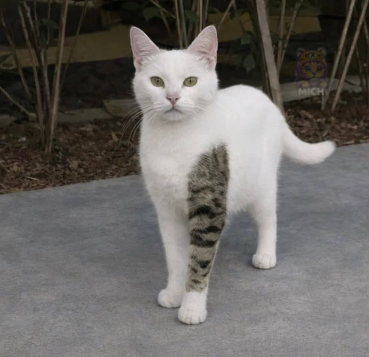 En Júpiter tweet media