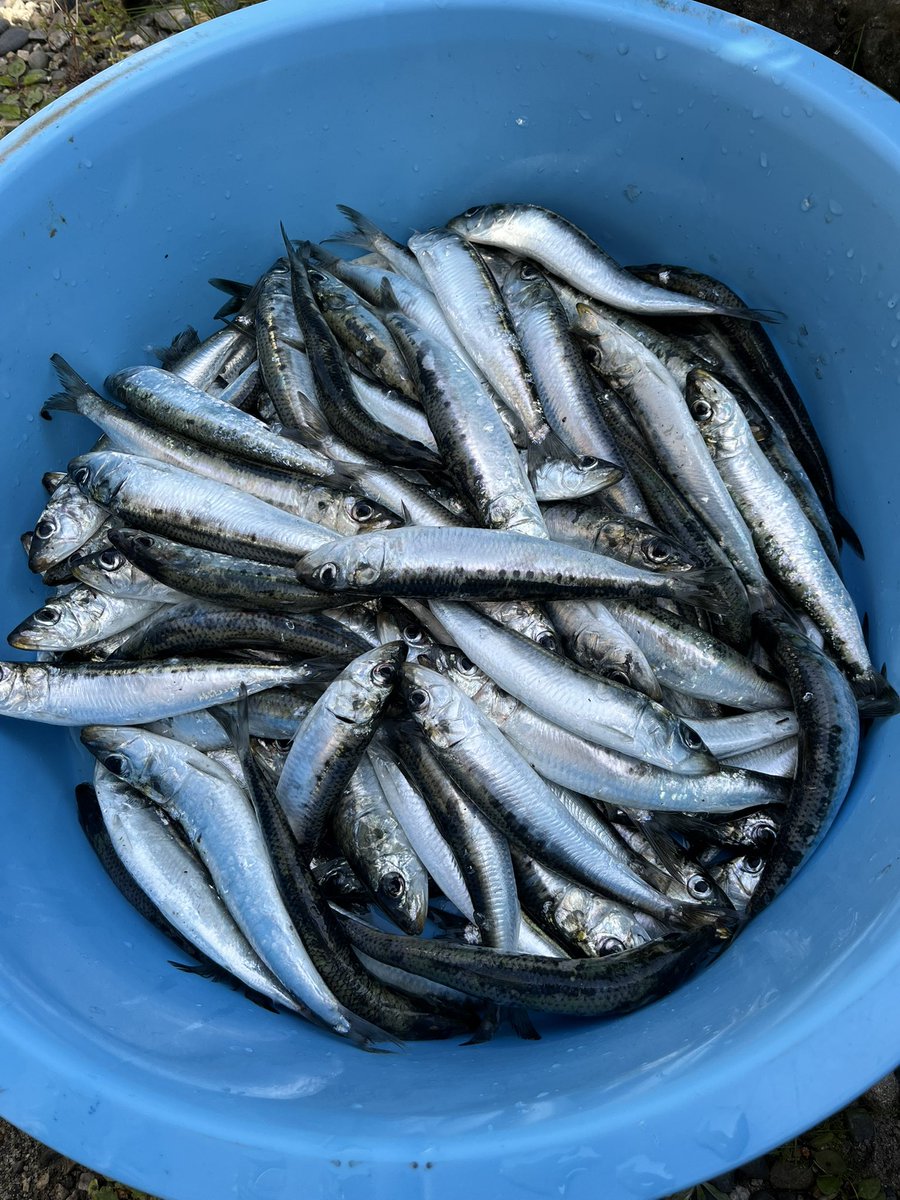 サイヒロ tweet media