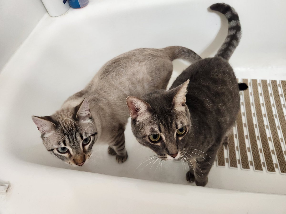 lentil & bowser 🩶 walter & bonkers 🌈 tweet media