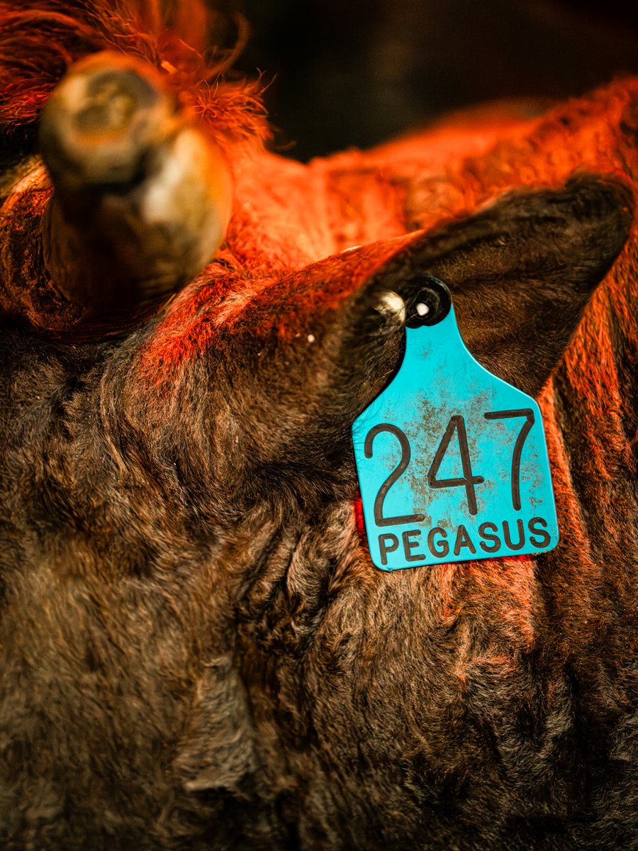 PBR tweet media