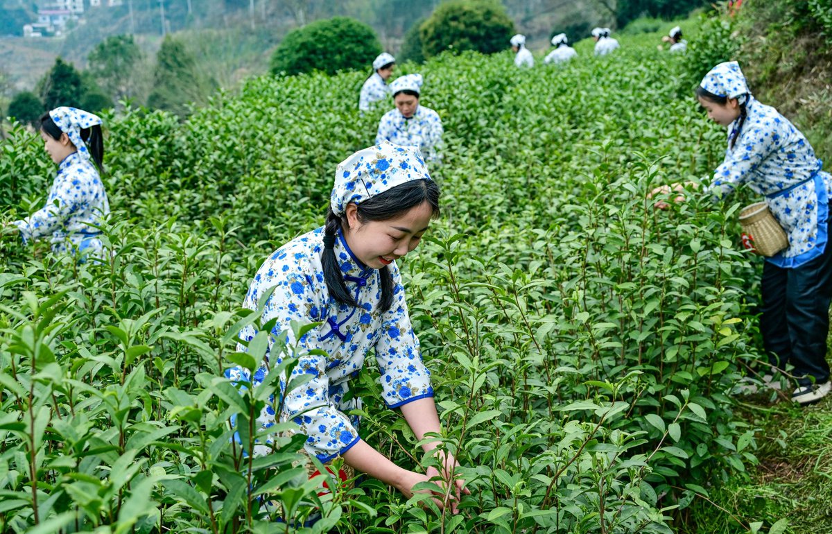 GuzhenC37467's tweet photo. 🌱🍵🍮Here comes the tea-picking season again! With a gentle press and twist, fresh tea leaves fall into hands. Distant mountains, blooming flowers, and tea gardens blend into a vibrant spring landscape
#SpringTea https://t.co/SPdiW9Z4GK