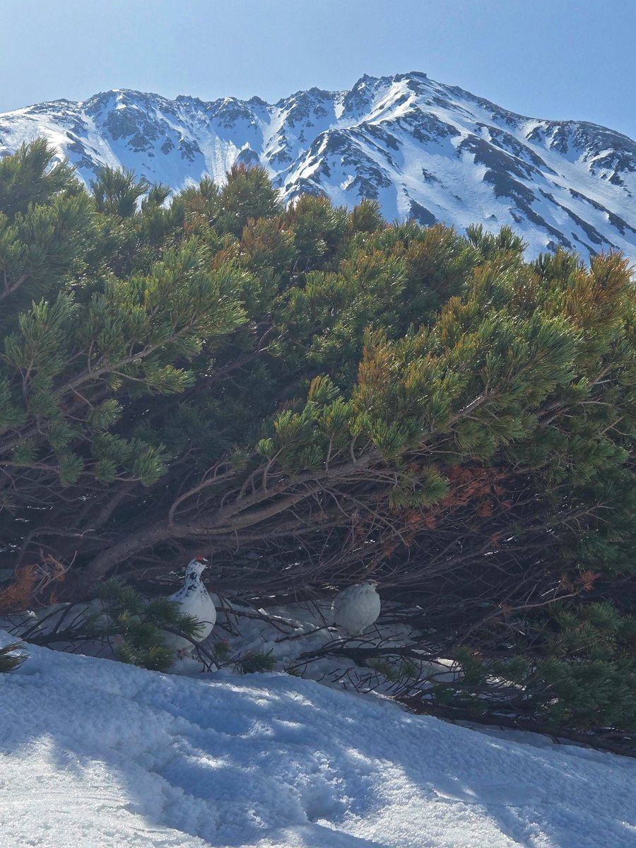 富山市観光協会 tweet media