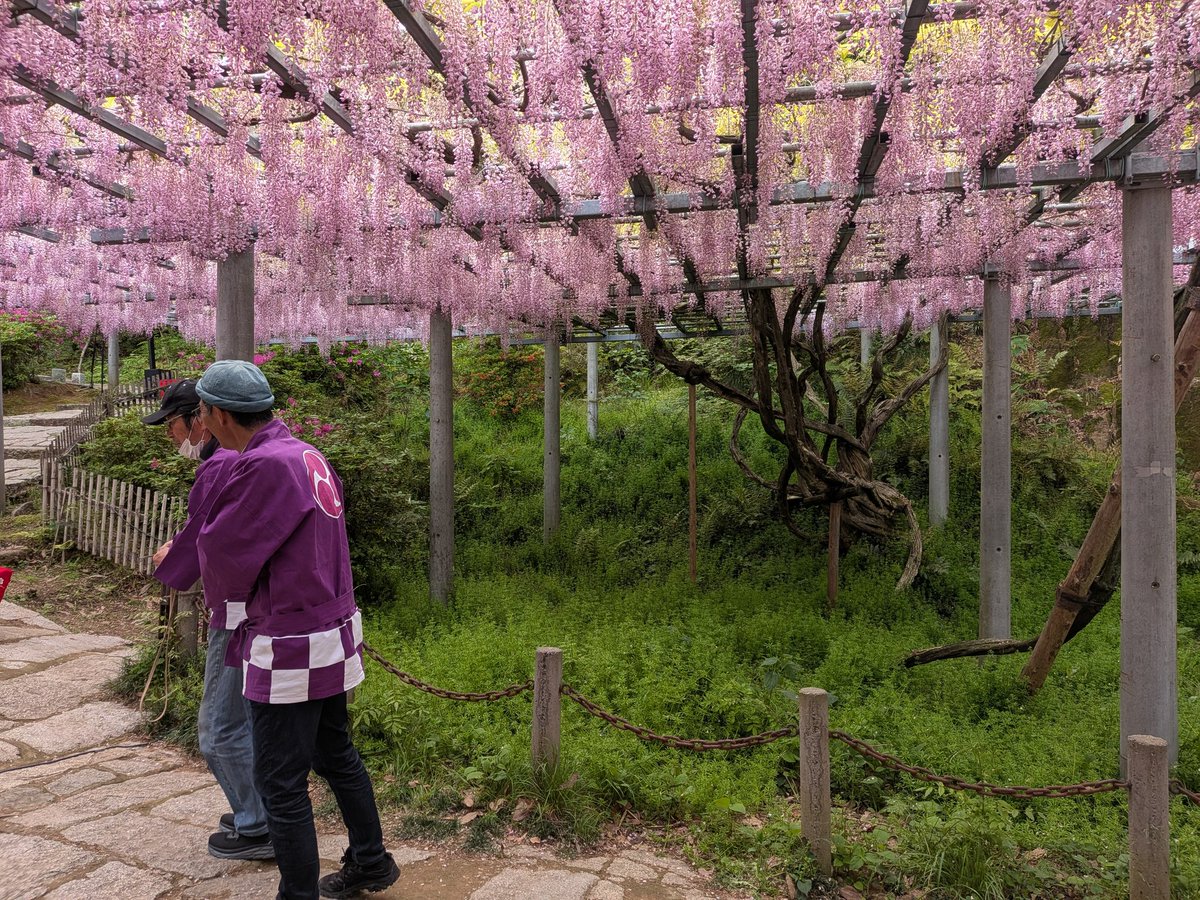 藤見の会最終日
なんとか花も天気ももちそうです！
予定通り阿知の藤棚下にてお茶席、演奏会をおこなっております