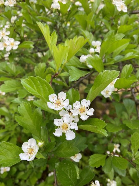 TonogayatoTeien's tweet image. 窓口前花壇にて #サンザシ が満開です。この小さな花々が、毎年秋になると #真っ赤な実 になって皆様をお迎えします。
#殿ヶ谷戸庭園 #駅近の自然空間 #４月の庭園 #山査子