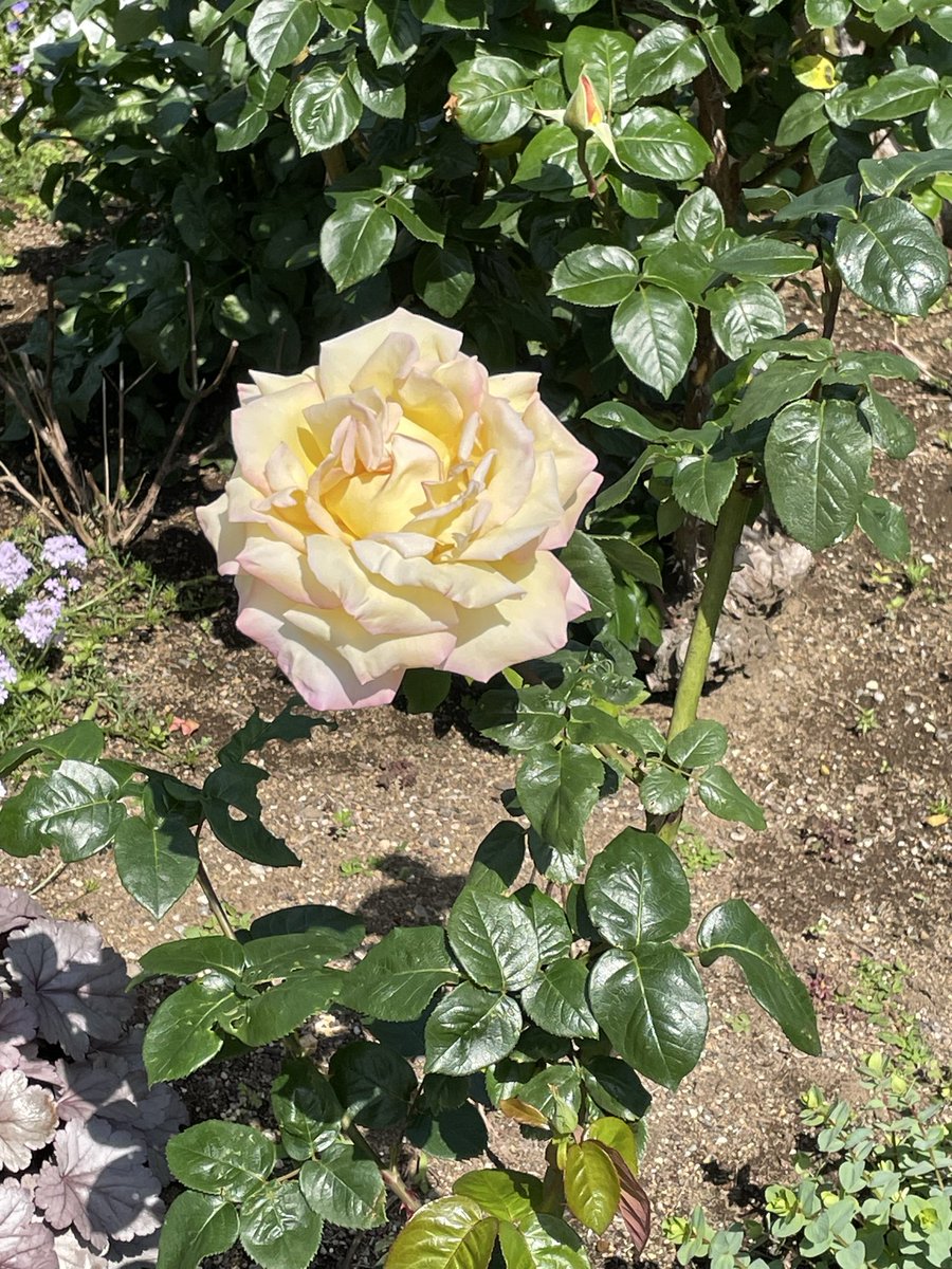 ひげっち tweet media